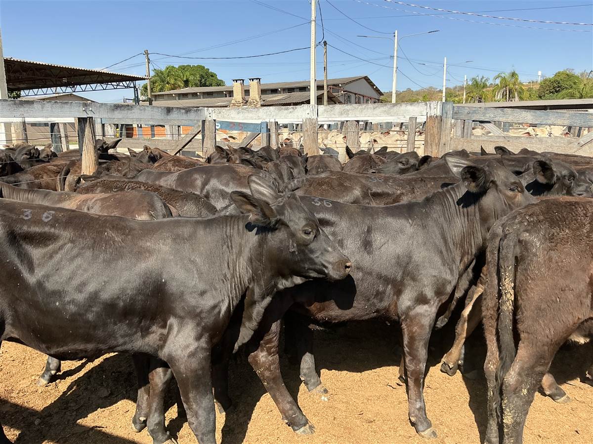 Clique para ver - Foto 2