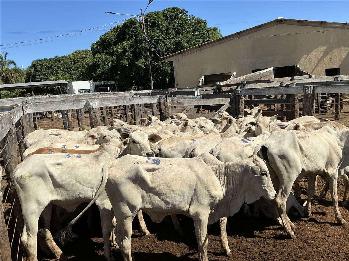 Clique para ver - Foto 0