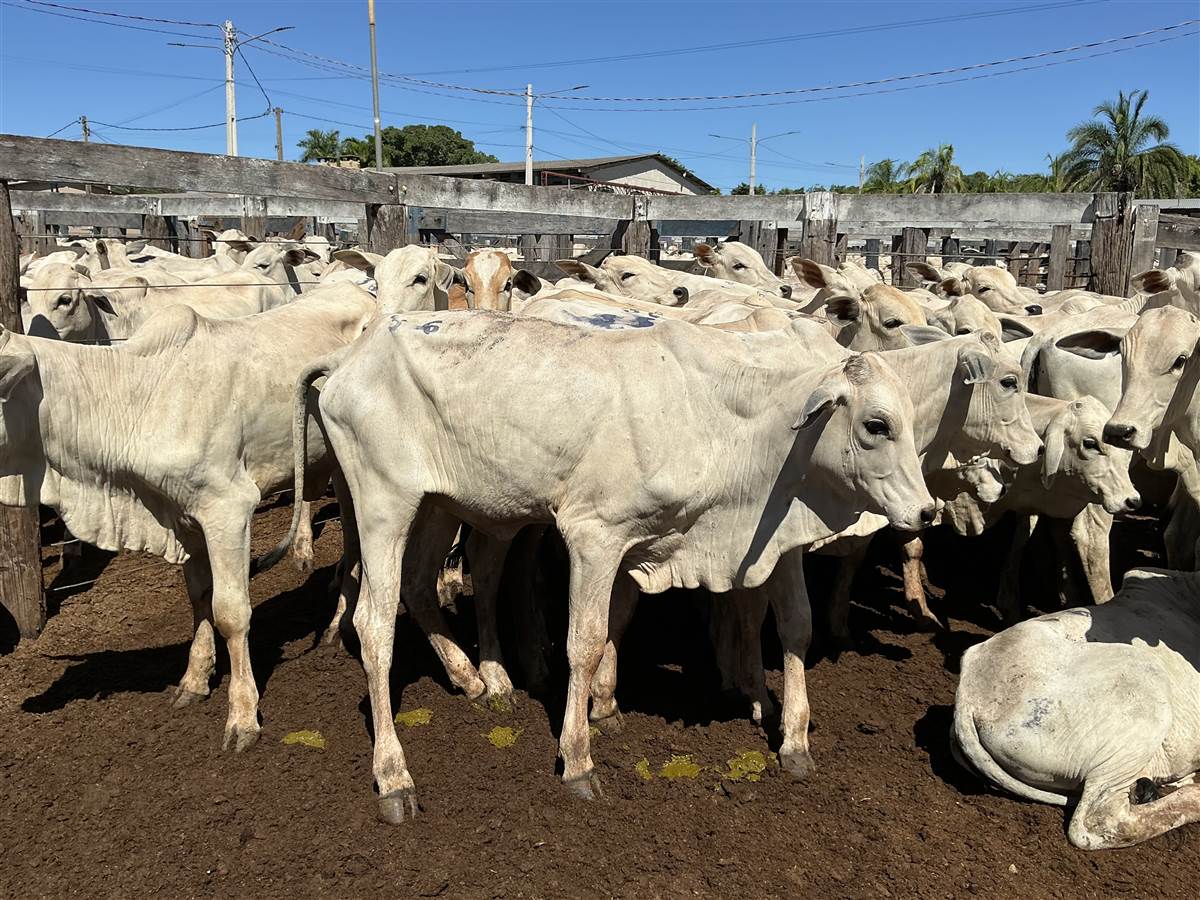 Clique para ver - Foto 1