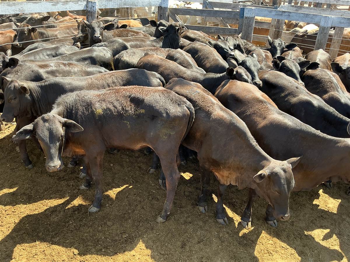 Clique para ver - Foto 0