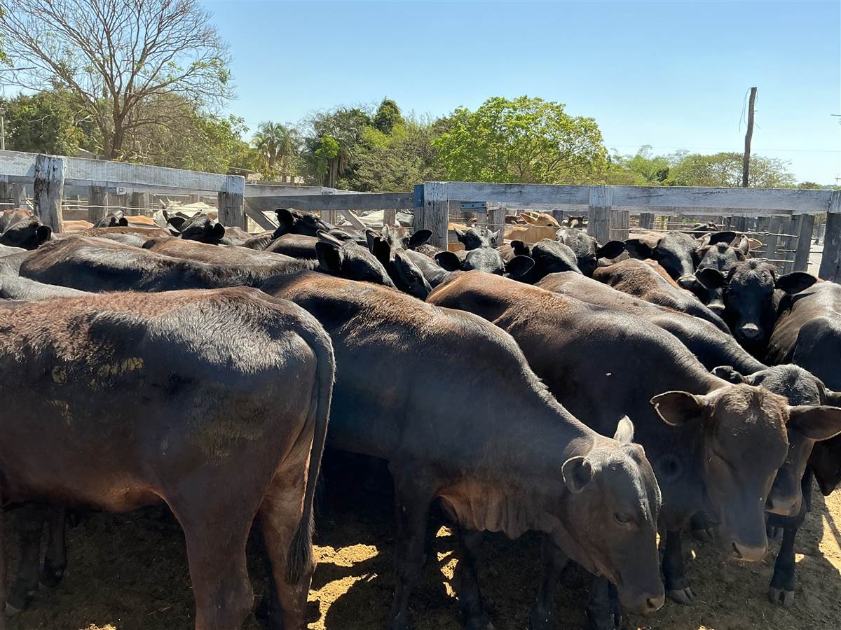 Clique para ver - Foto 1