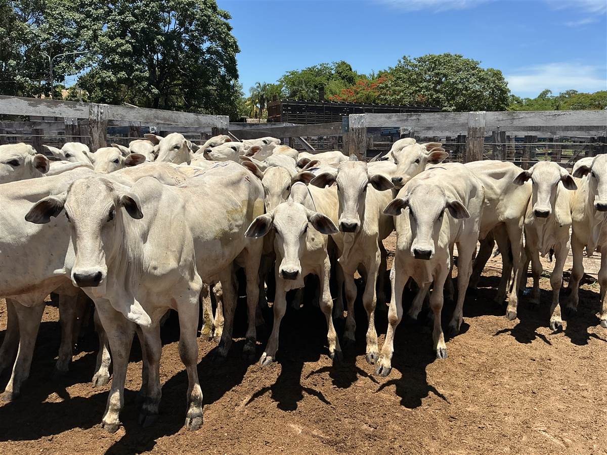 Clique para ver - Foto 1