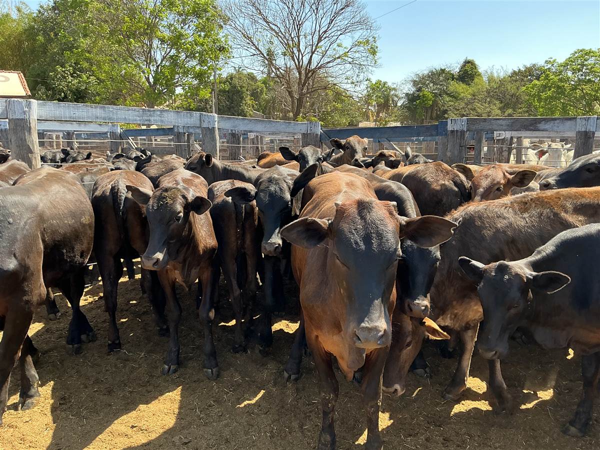 Clique para ver - Foto 1