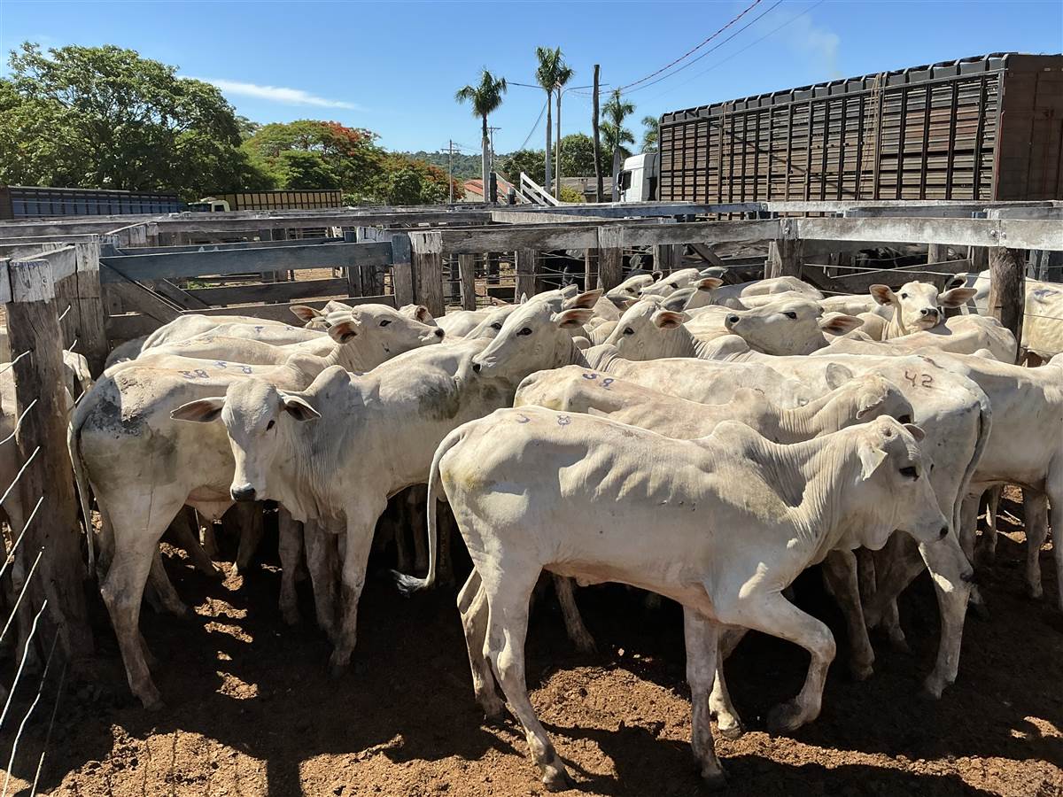 Clique para ver - Foto 0