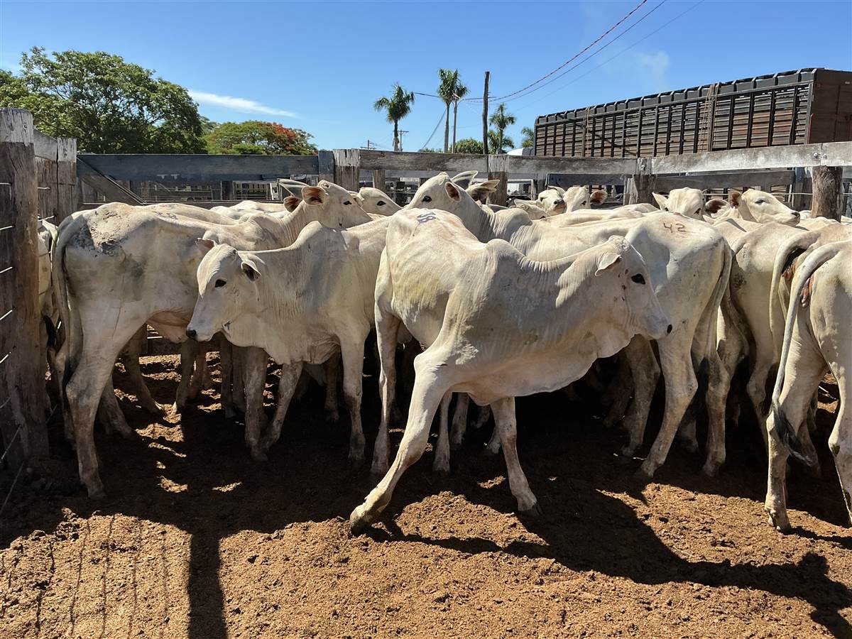 Clique para ver - Foto 1