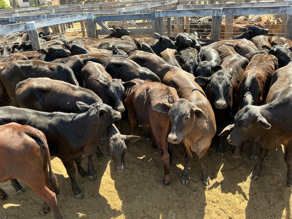 Clique para ver - Foto 0