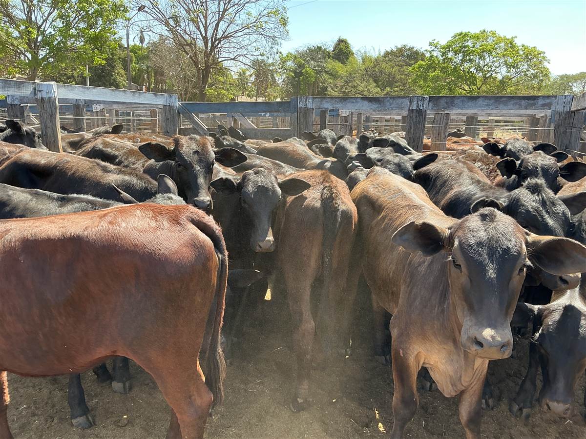 Clique para ver - Foto 1