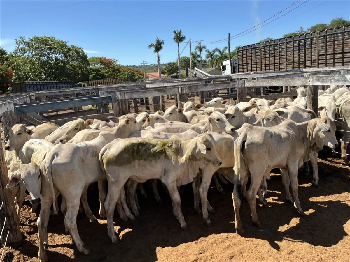 Clique para ver - Foto 0