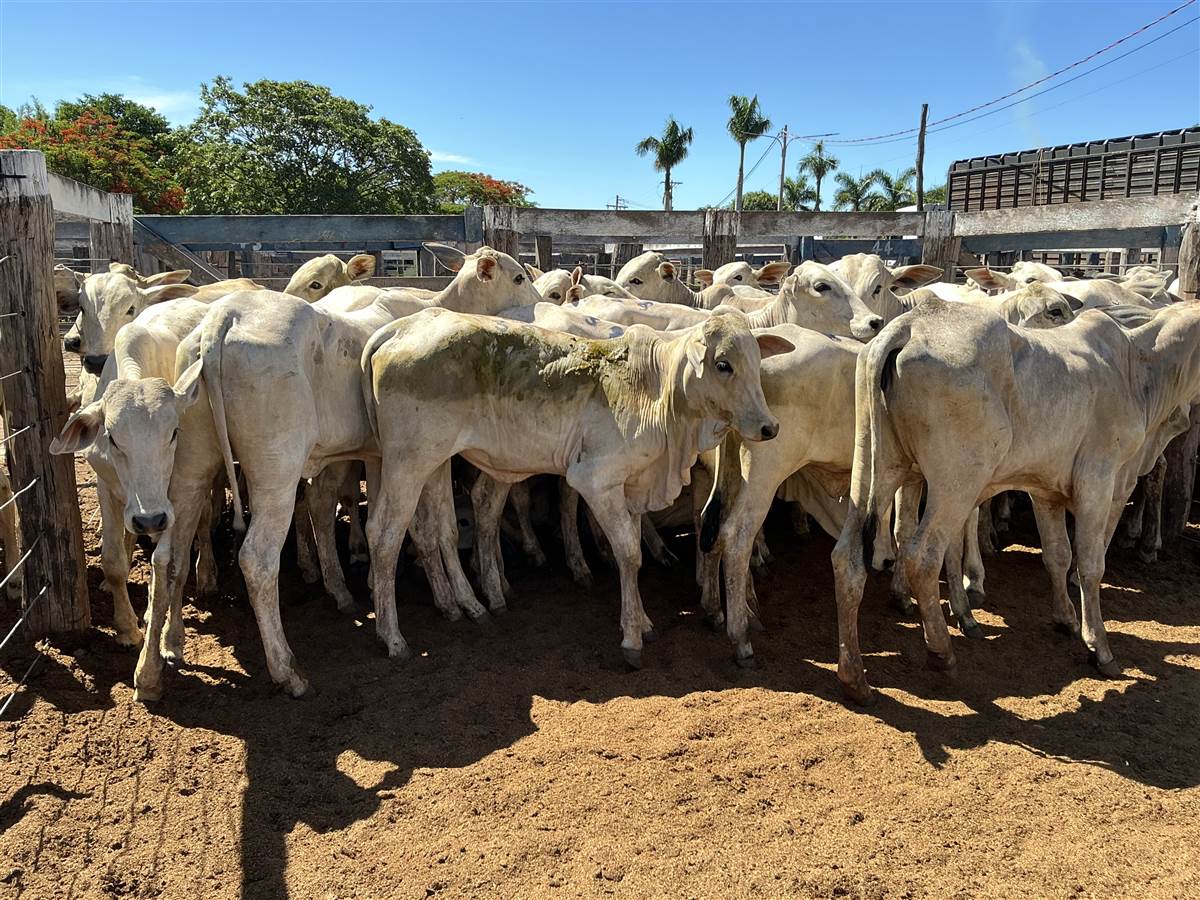 Clique para ver - Foto 1