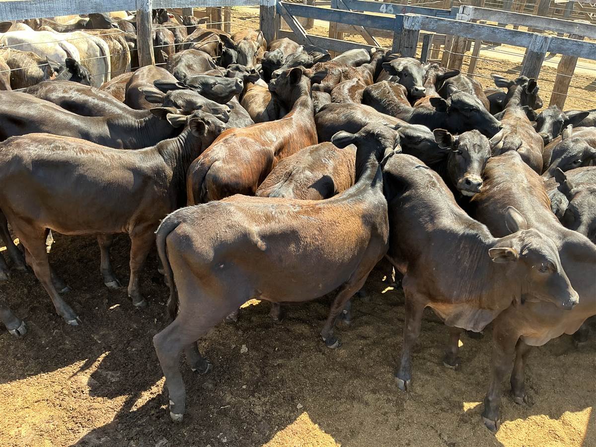 Clique para ver - Foto 0