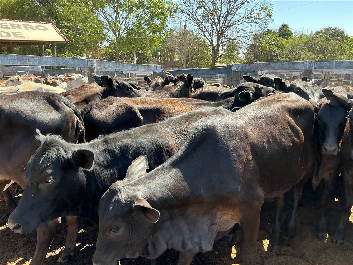 Clique para ver - Foto 1