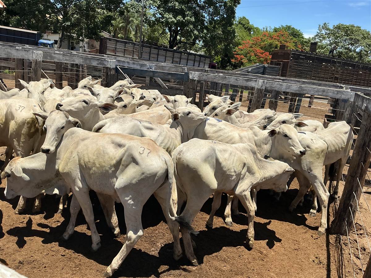 Clique para ver - Foto 0