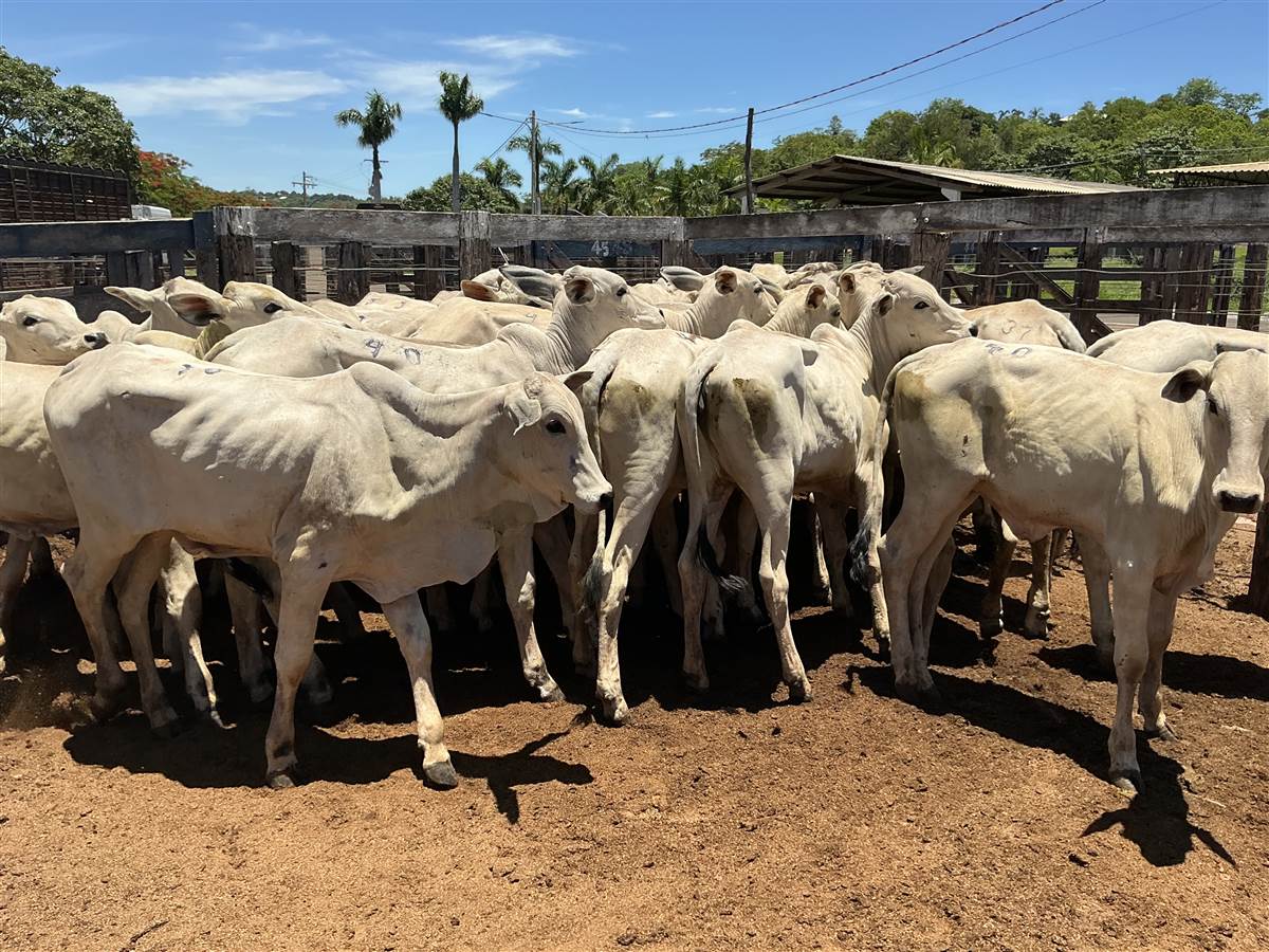 Clique para ver - Foto 1