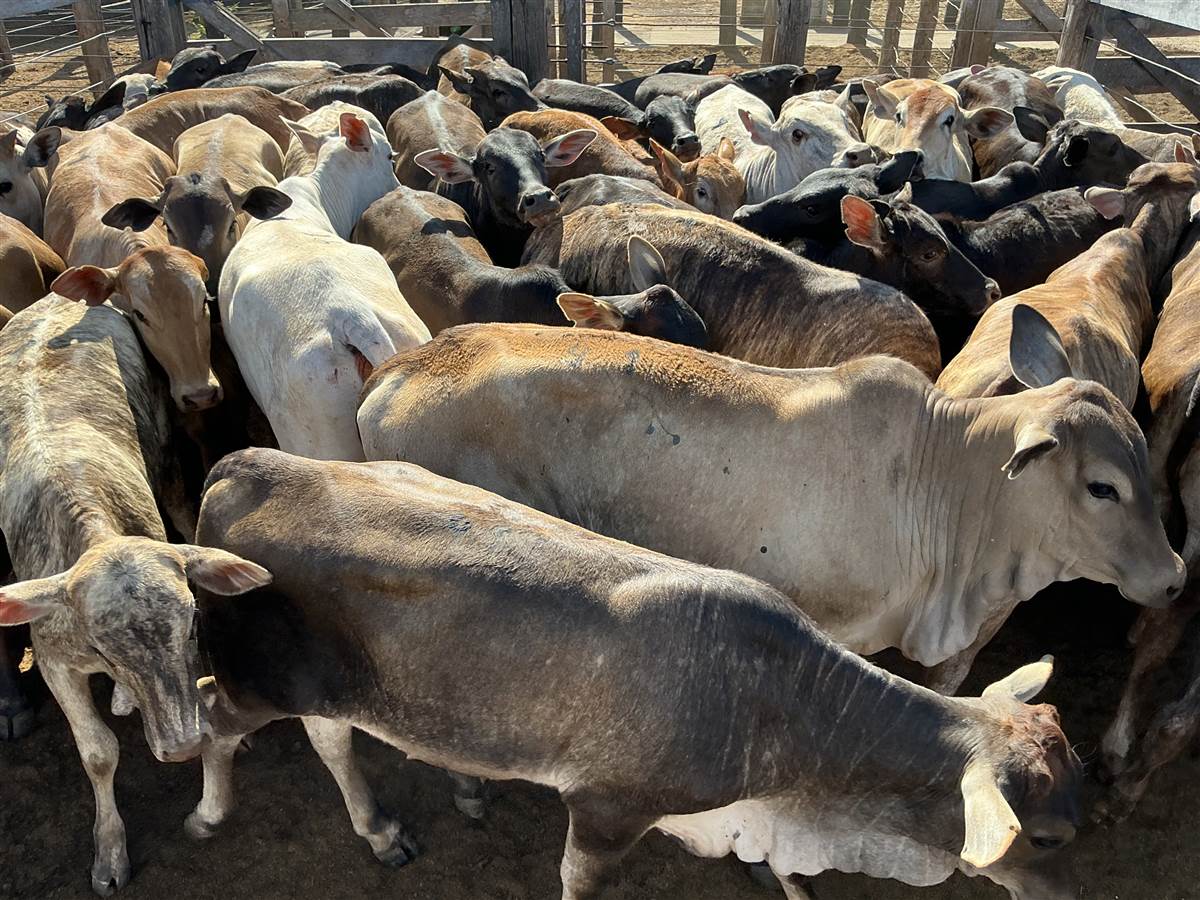 Clique para ver - Foto 0