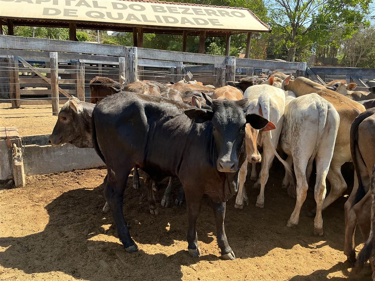 Clique para ver - Foto 1