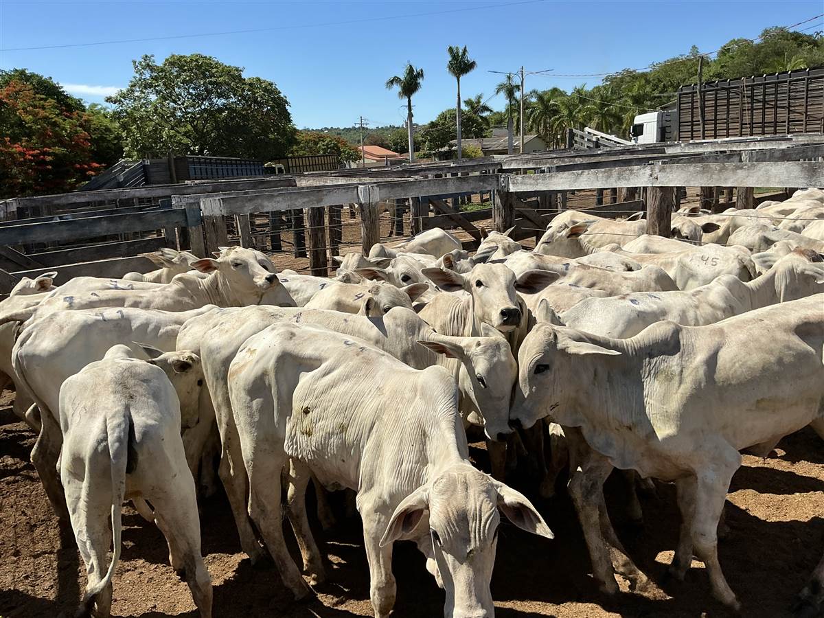 Clique para ver - Foto 0