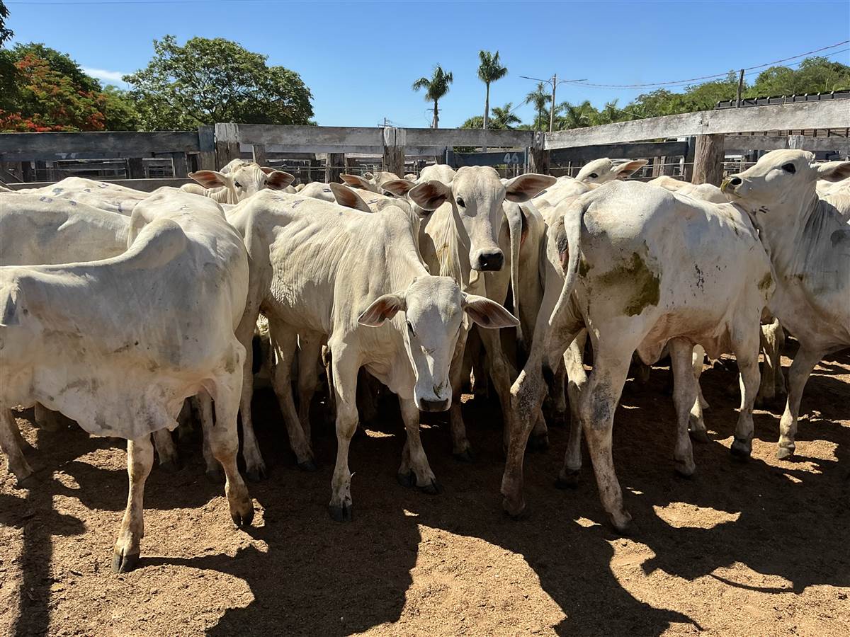 Clique para ver - Foto 1