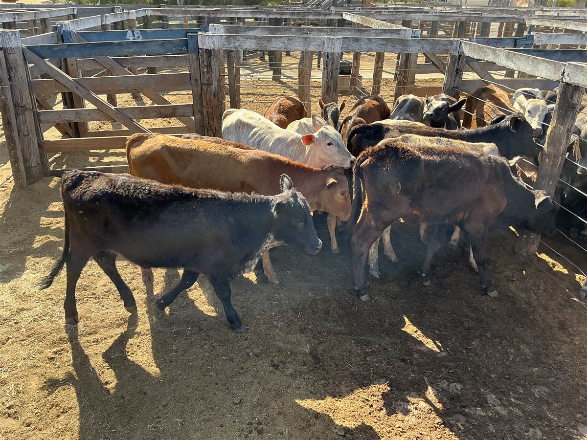 Clique para ver - Foto 0