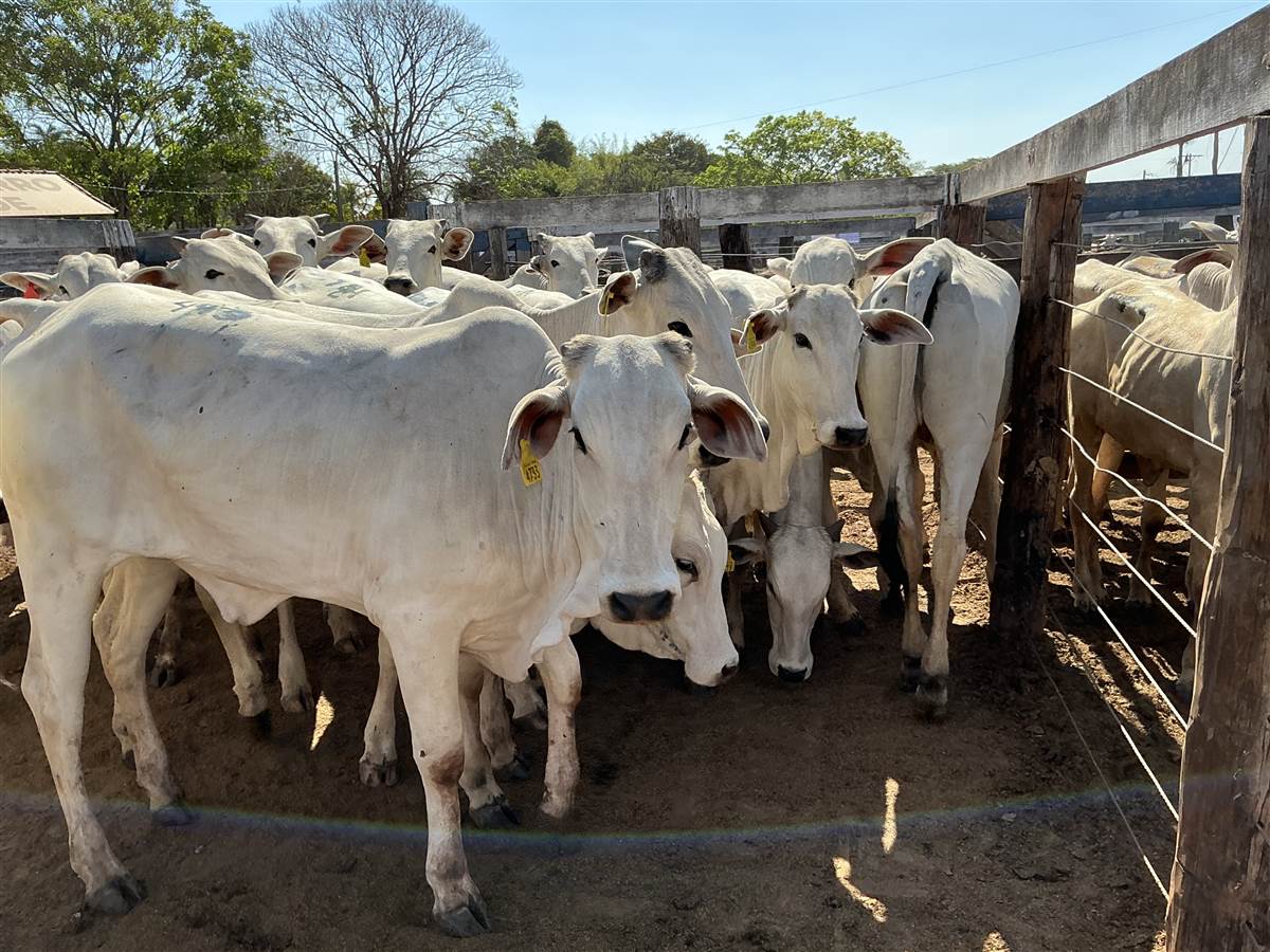 Clique para ver - Foto 0