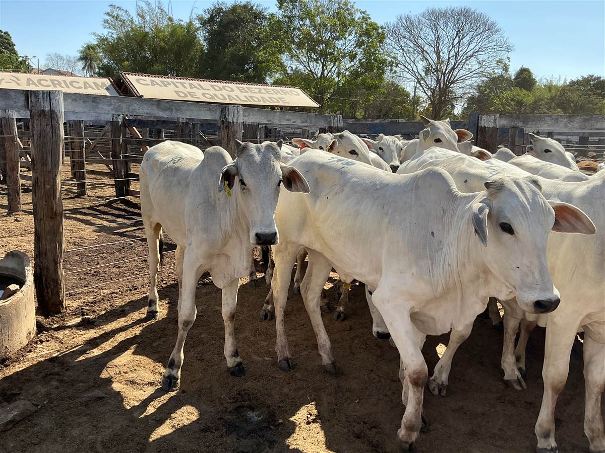 Clique para ver - Foto 1