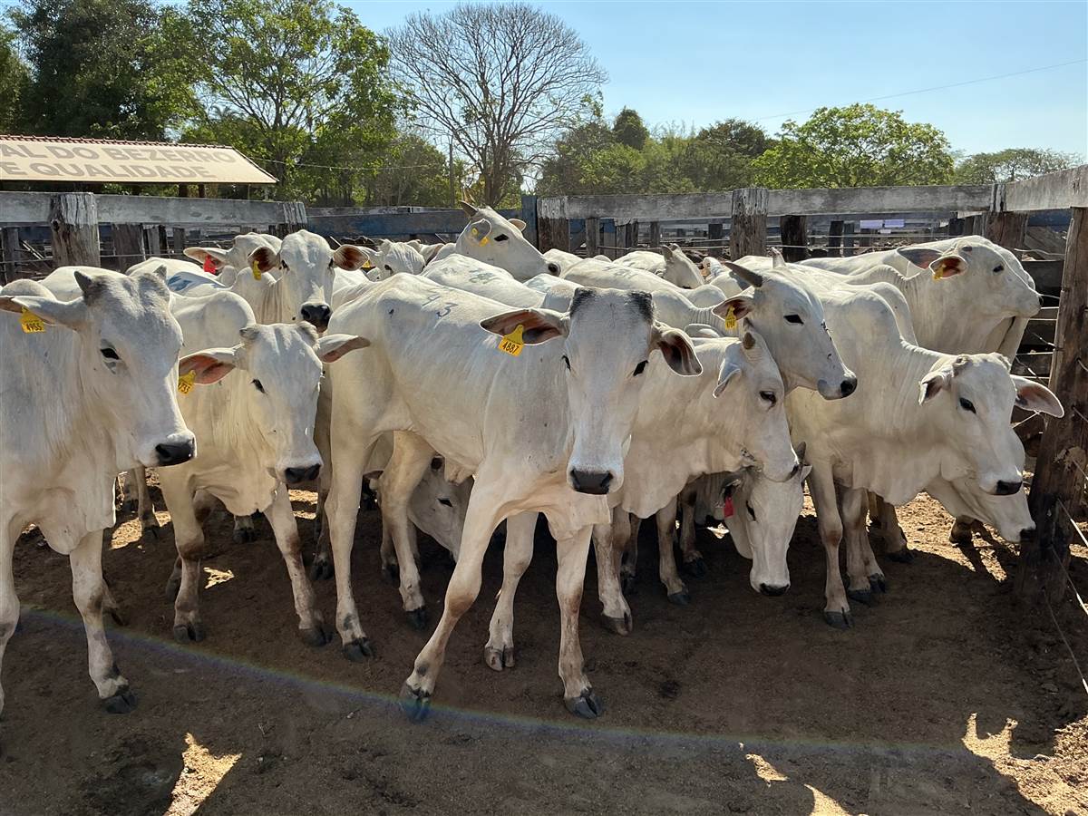 Clique para ver - Foto 2