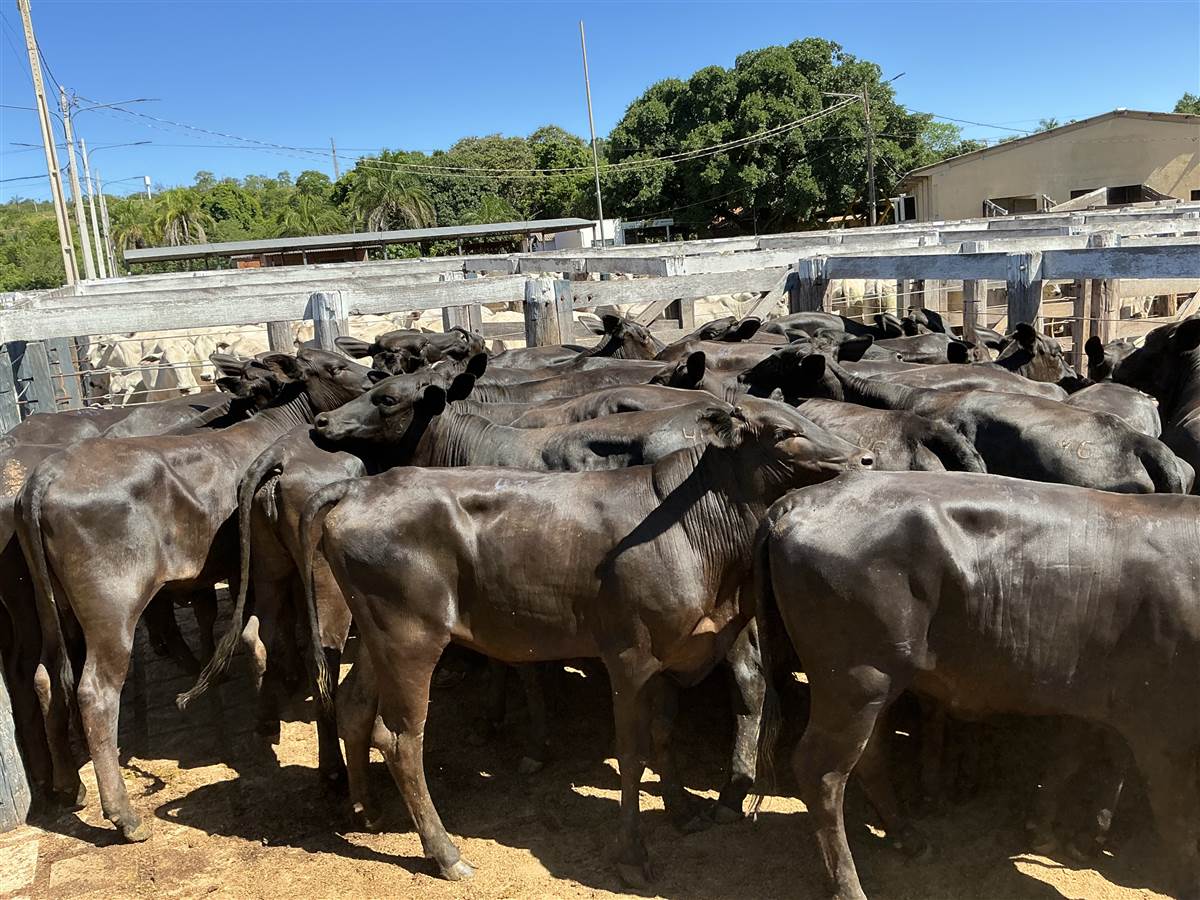 Clique para ver - Foto 0