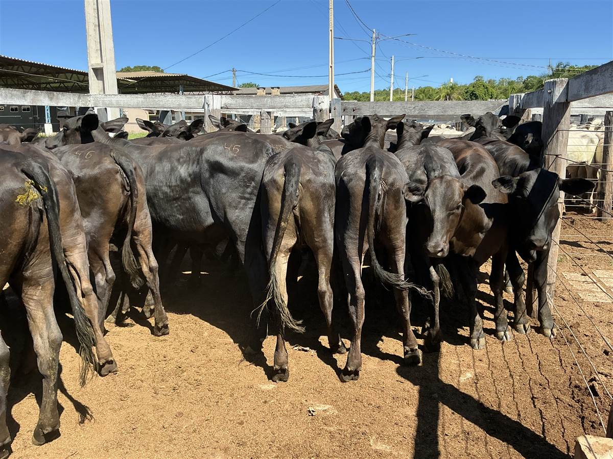 Clique para ver - Foto 1