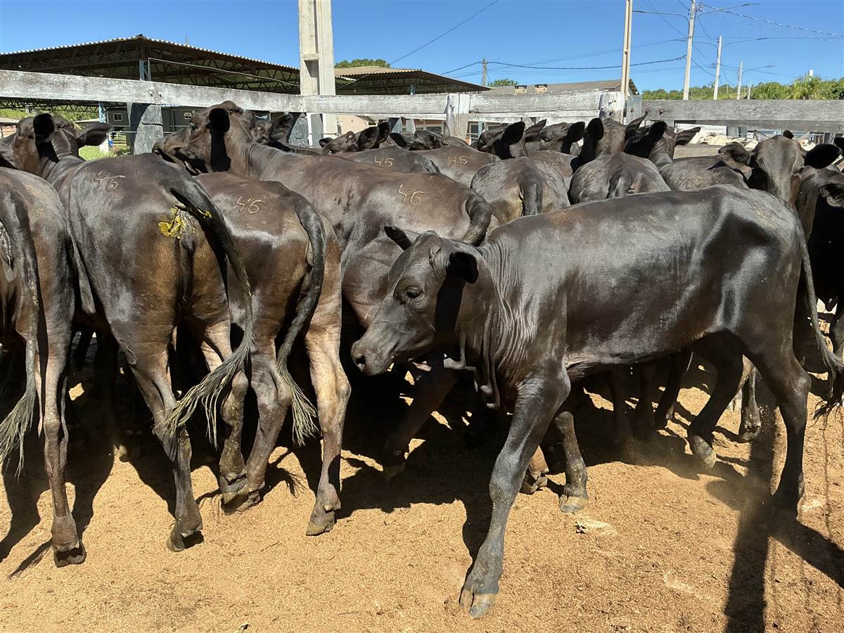 Clique para ver - Foto 2