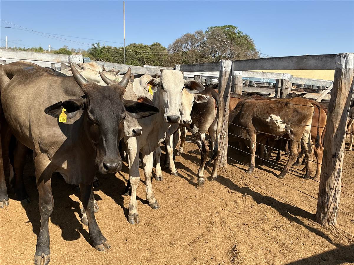 Clique para ver - Foto 0