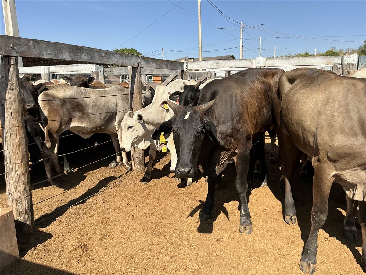 Clique para ver - Foto 1