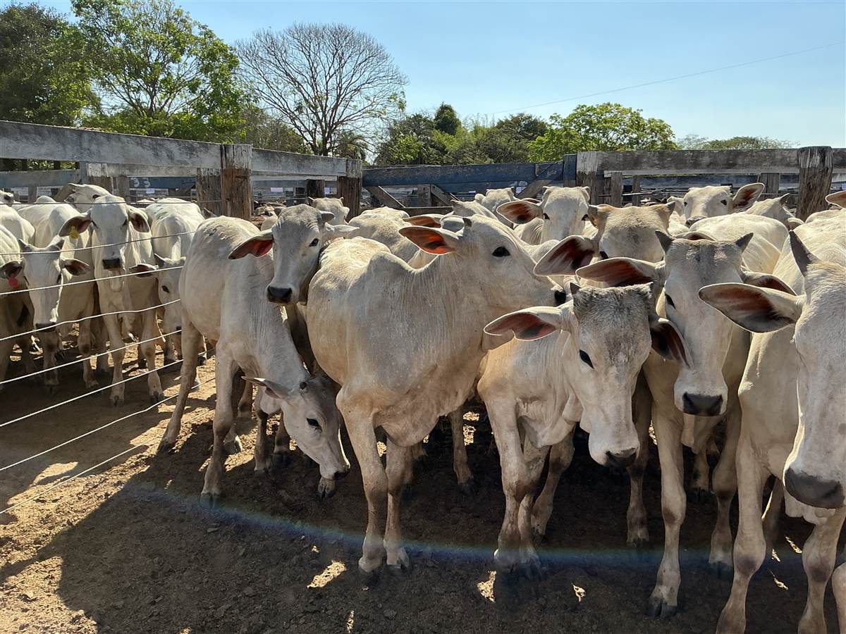 Clique para ver - Foto 0