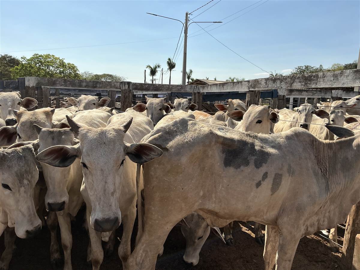 Clique para ver - Foto 1