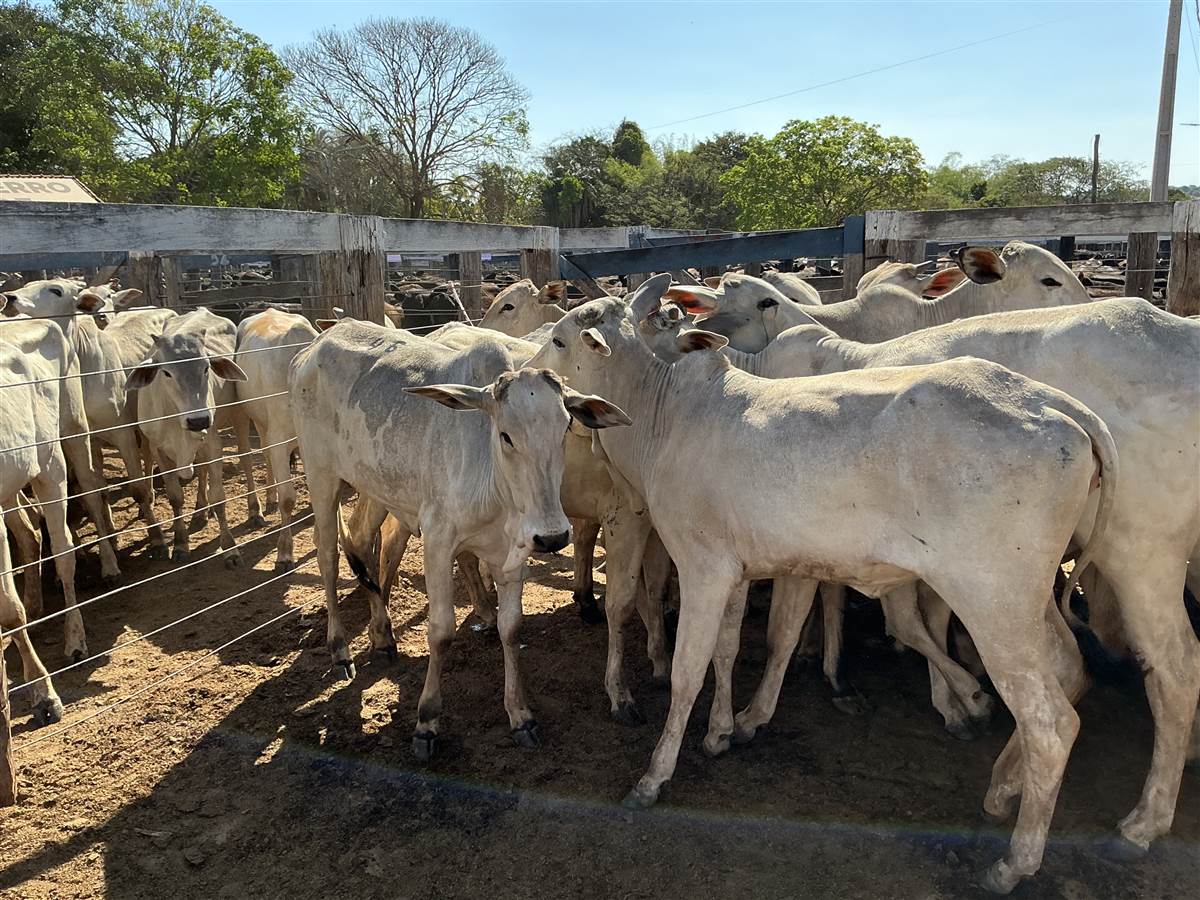 Clique para ver - Foto 0