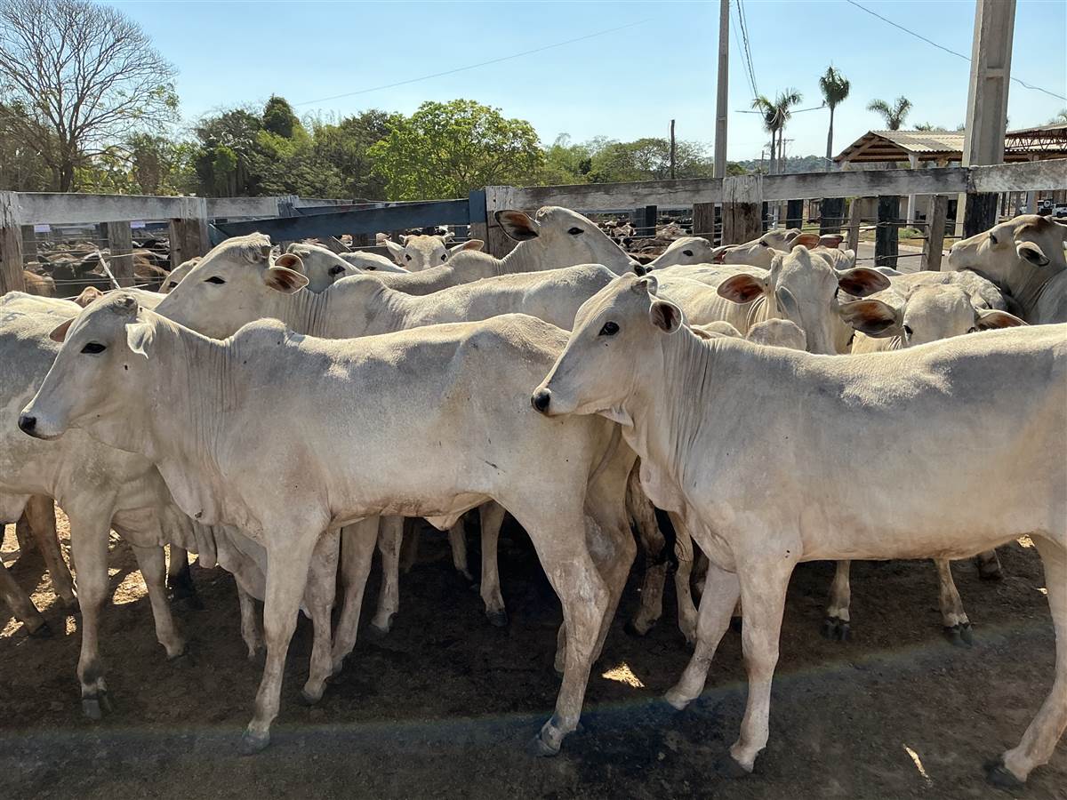 Clique para ver - Foto 2