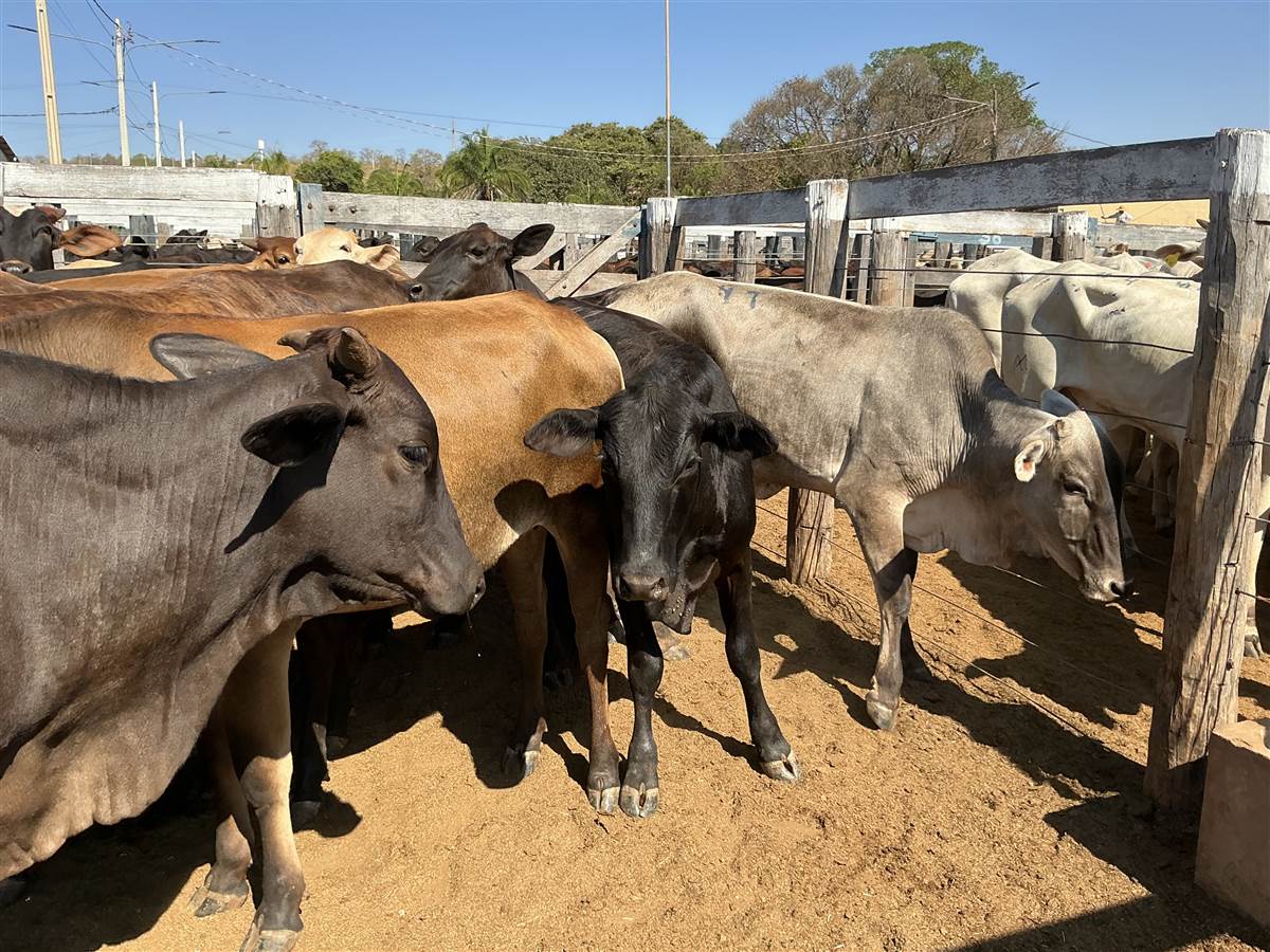 Clique para ver - Foto 0