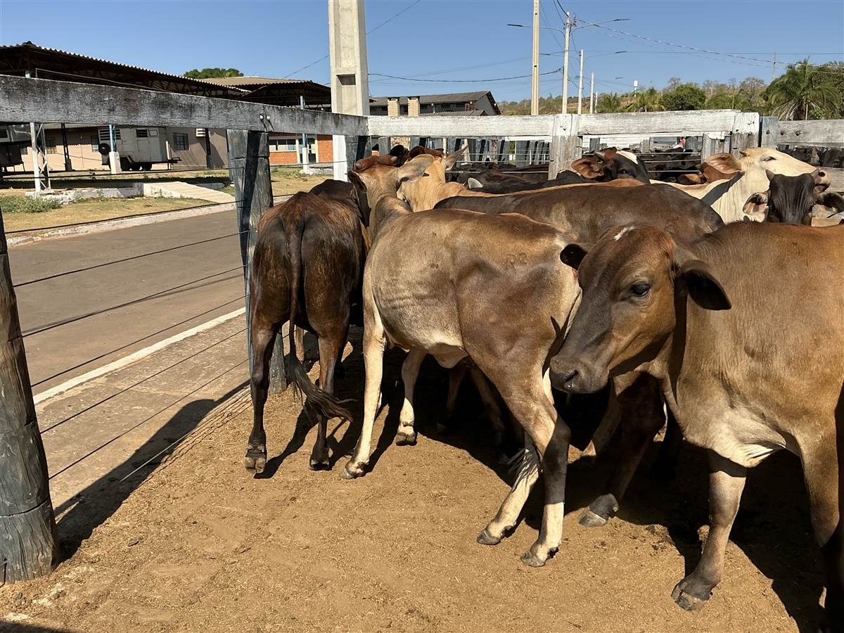 Clique para ver - Foto 1