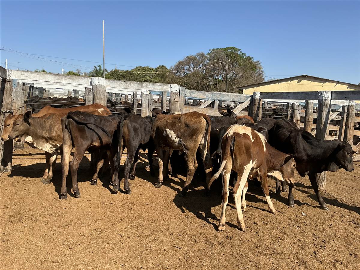 Clique para ver - Foto 0