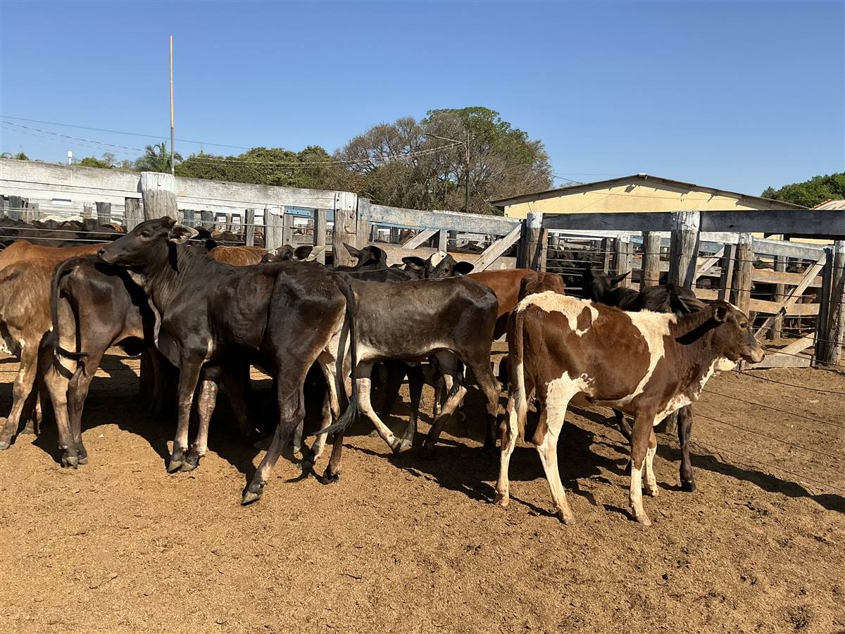 Clique para ver - Foto 1